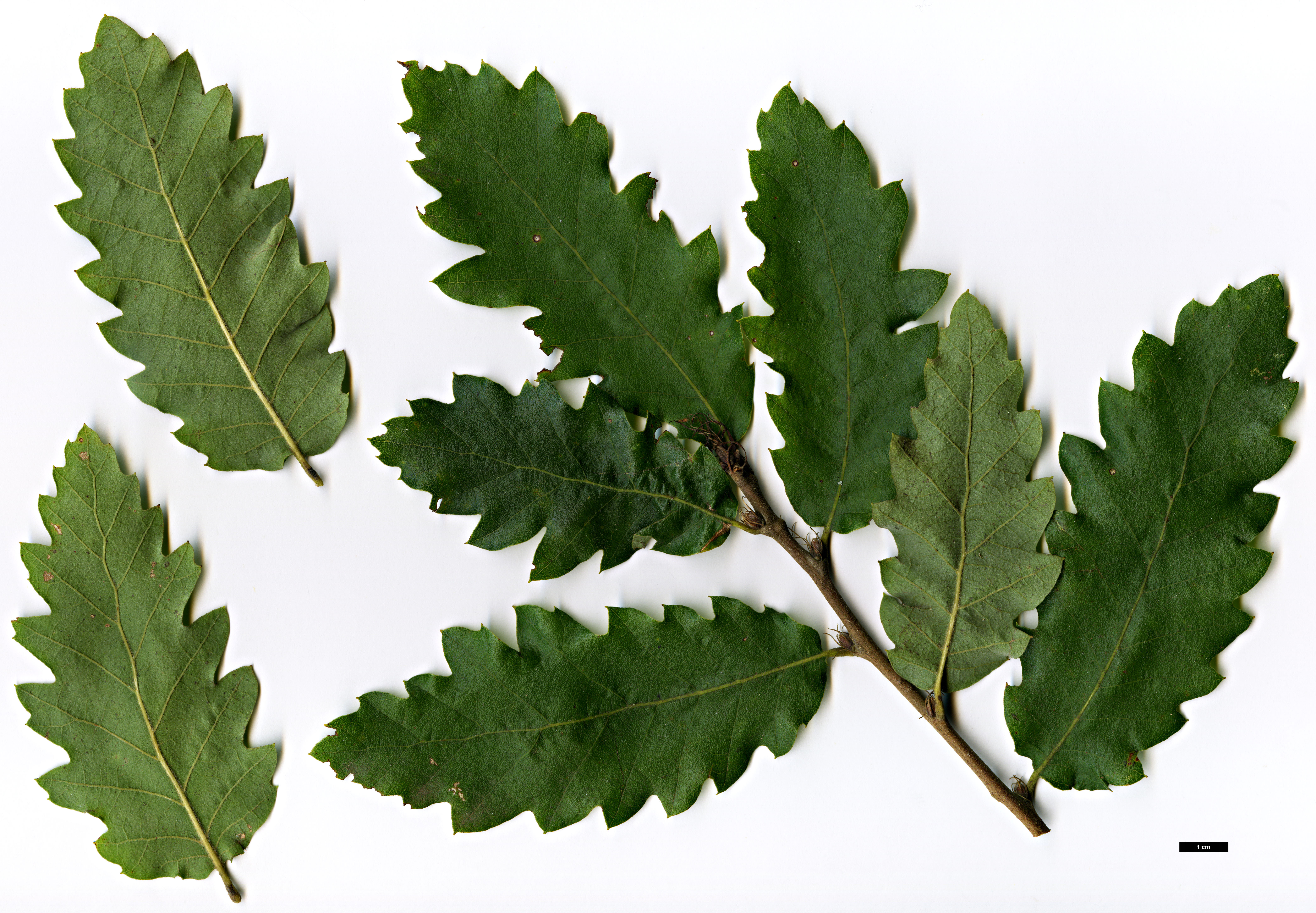 High resolution image: Family: Fagaceae - Genus: Quercus - Taxon: afares × Q.cerris